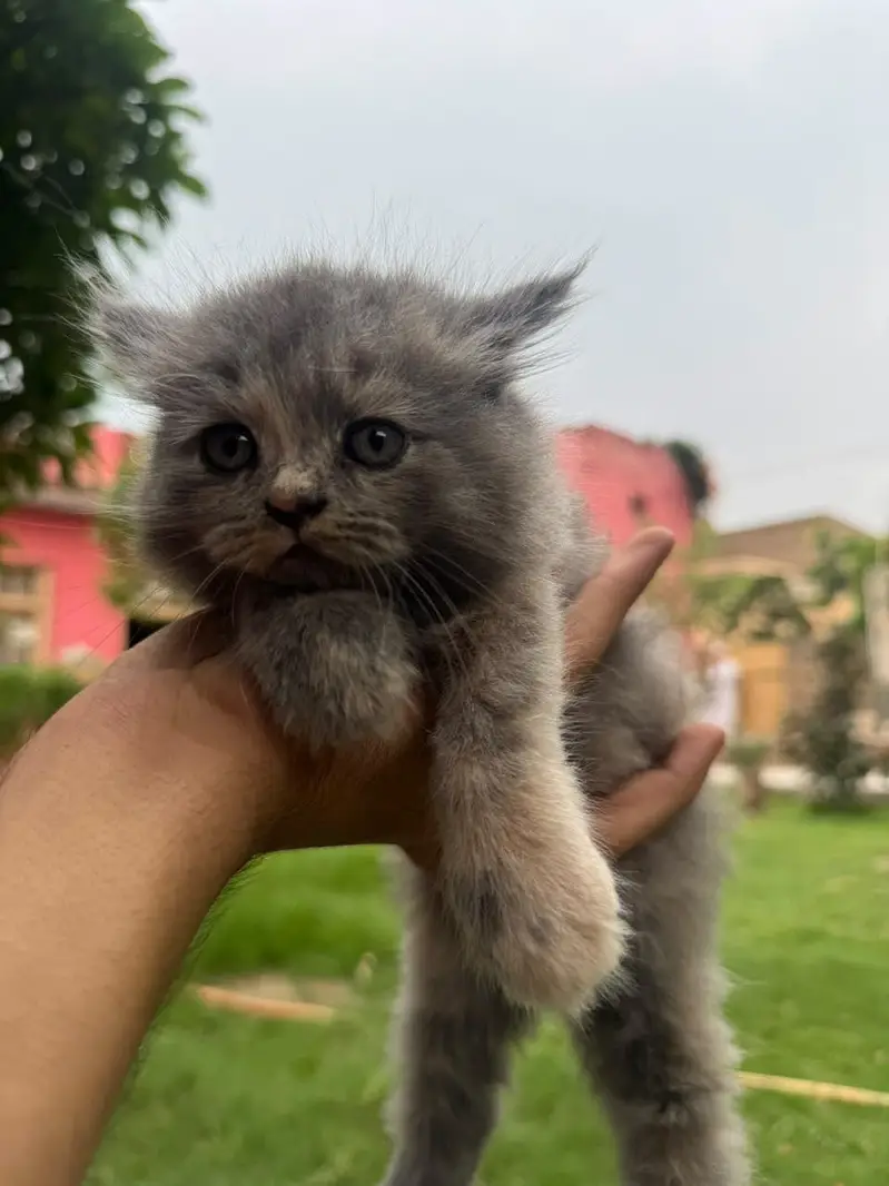 3 male babies — photo 6