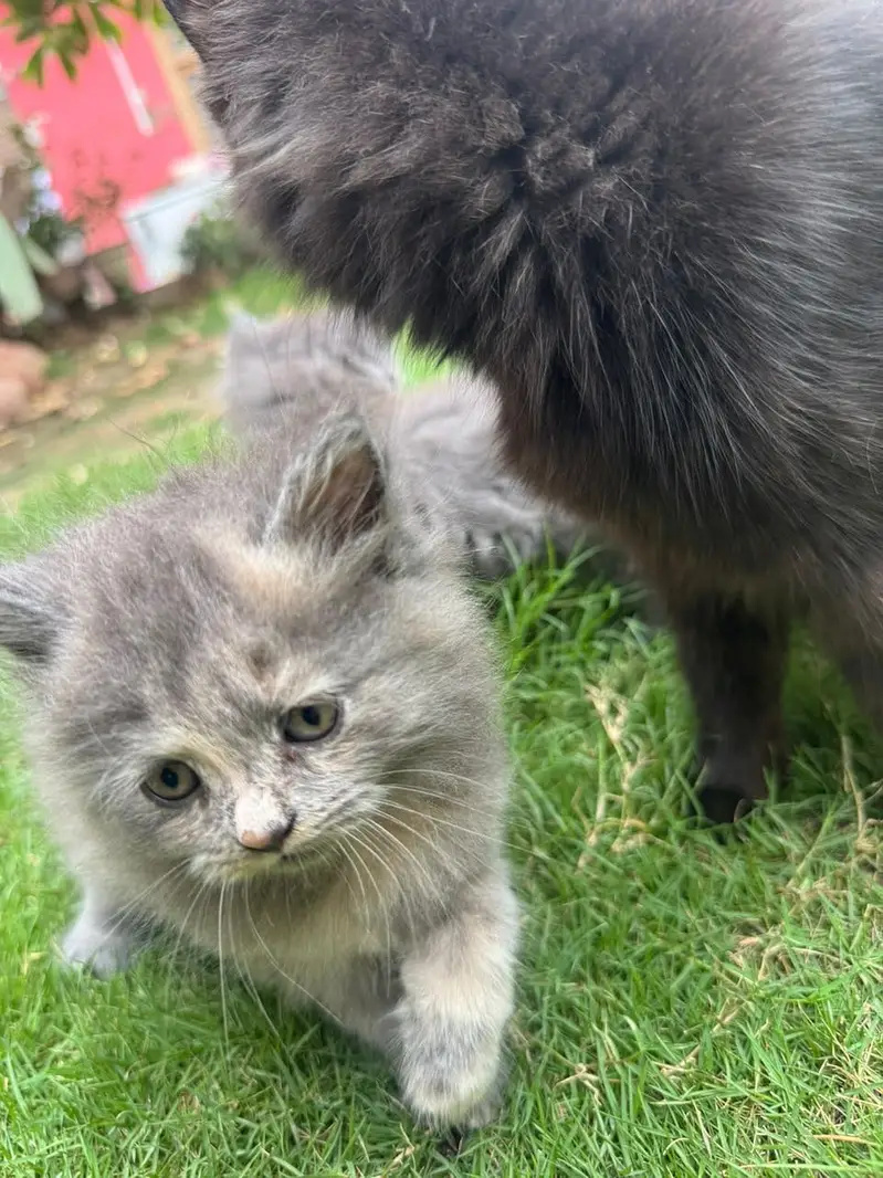 3 male babies — photo 7