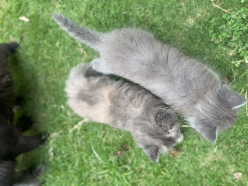 3 male babies — photo 8