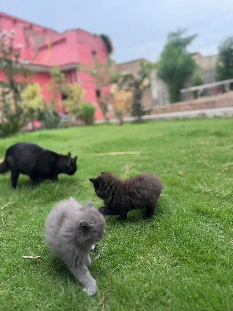 3 male babies — photo 9