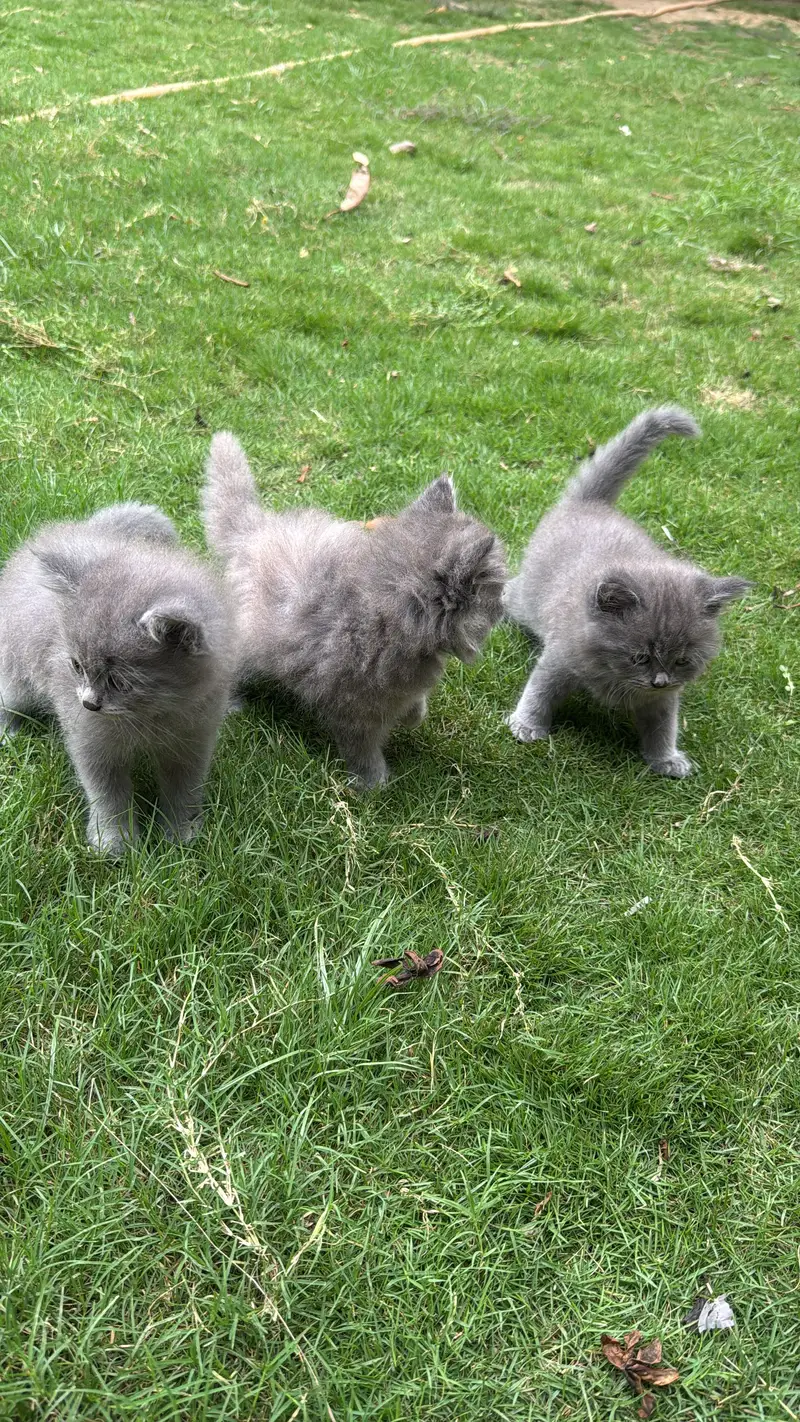 3 male babies — photo 11