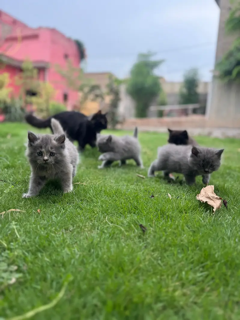 3 male babies — photo 12