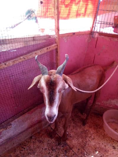 Taddy Bakri 6 Daat