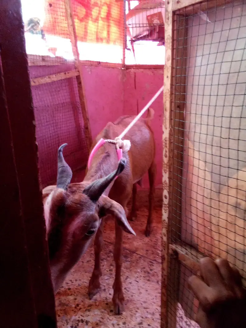 Taddy Bakri 6 Daat — photo 2