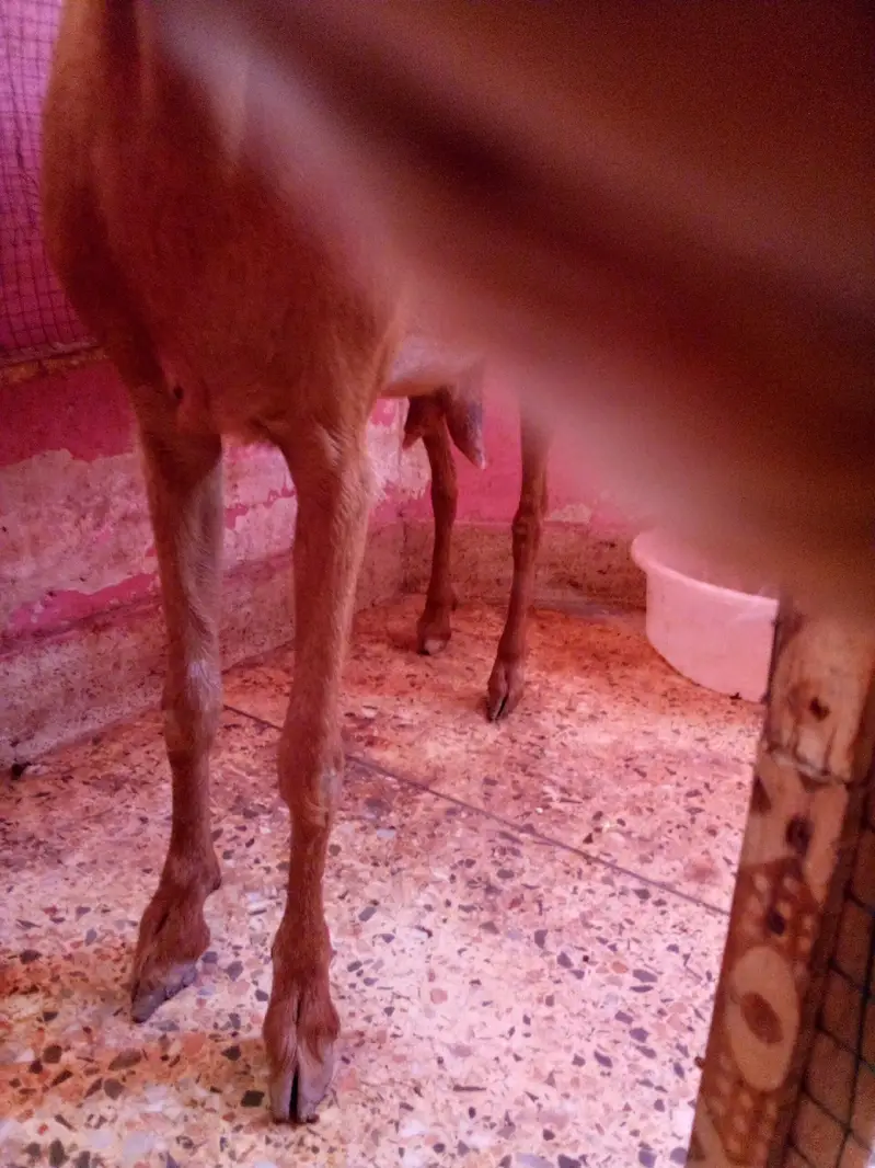 Taddy Bakri 6 Daat — photo 3