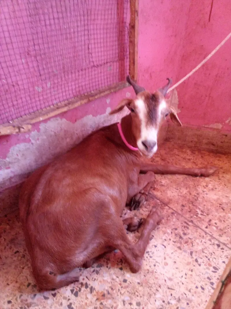 Taddy Bakri 6 Daat — photo 4