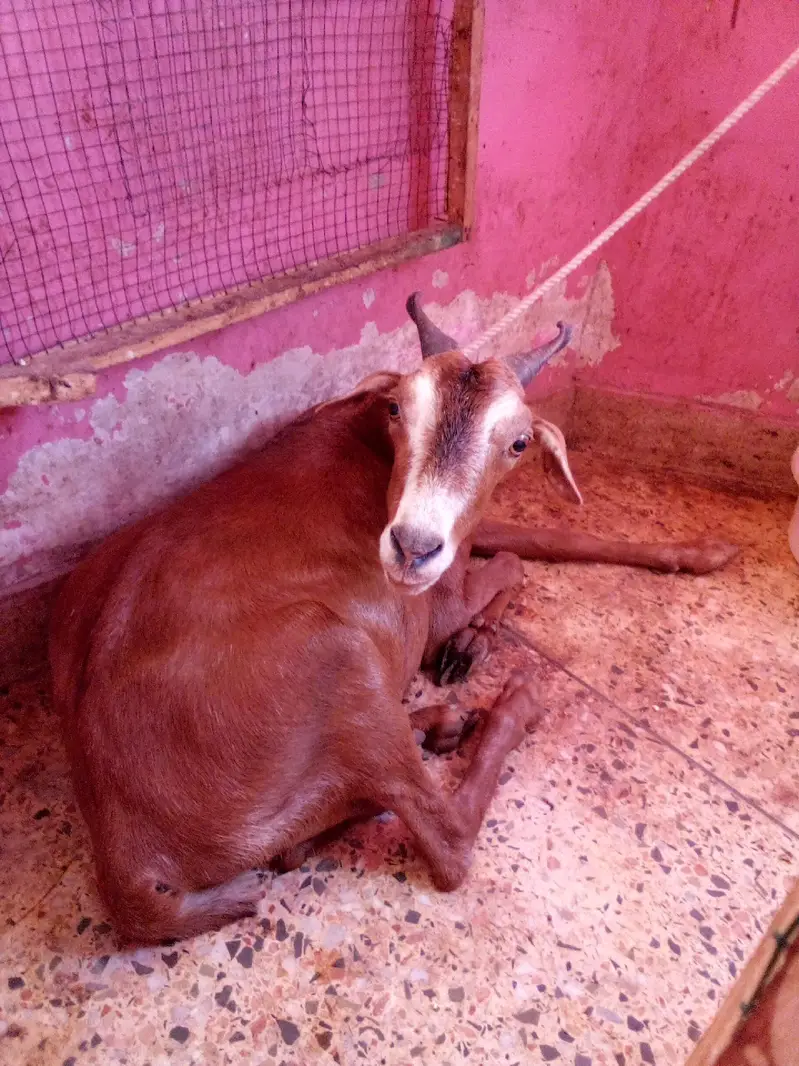 Taddy Bakri 6 Daat — photo 5