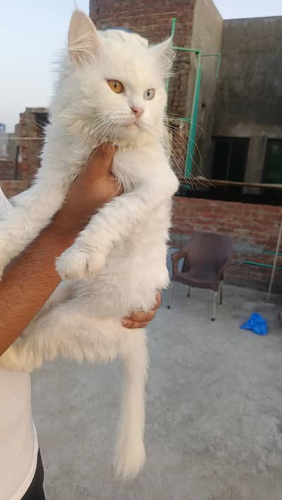2 Cats available