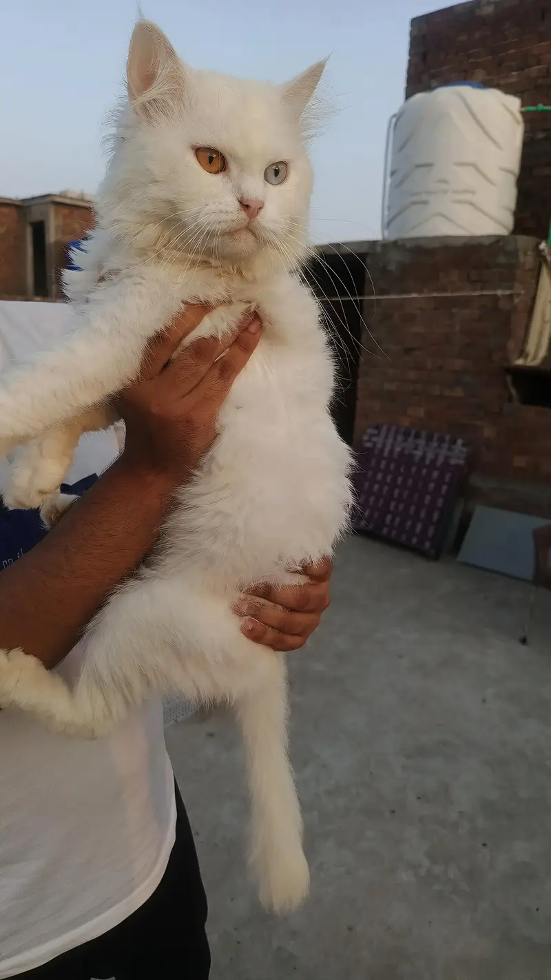 2 Cats available — photo 2
