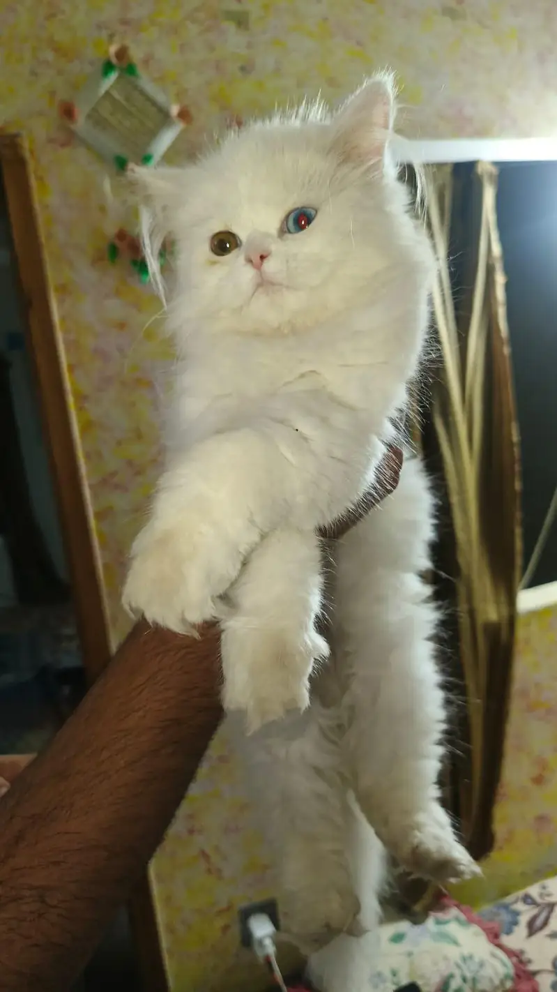 2 Cats available — photo 3