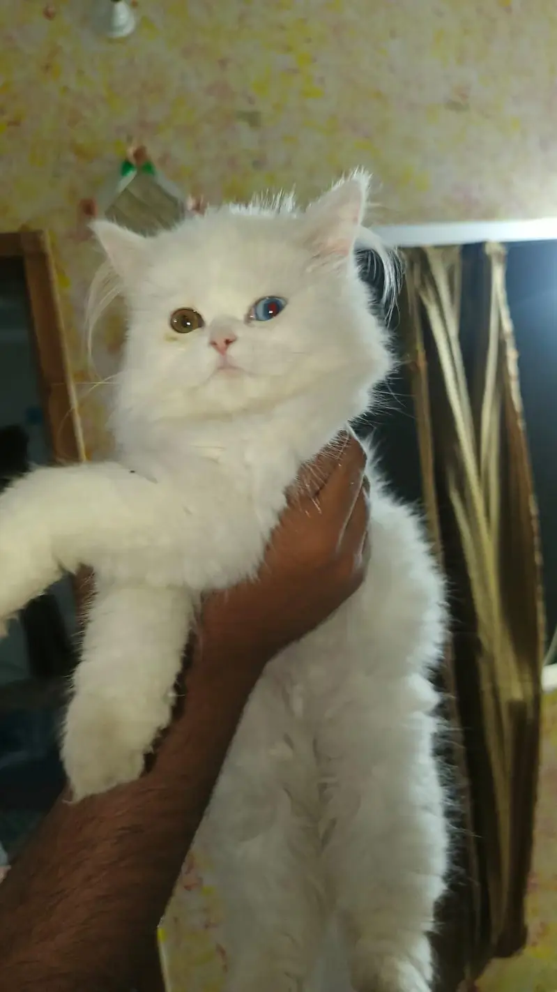 2 Cats available — photo 4