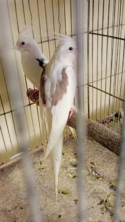 V pied pair. . 0346.2099636.
