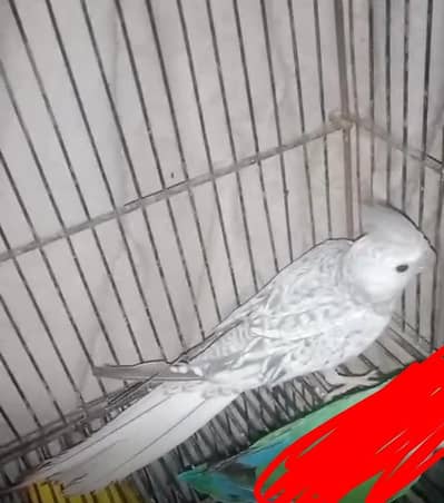4500 female ka feder cate ha. or cage sall ha