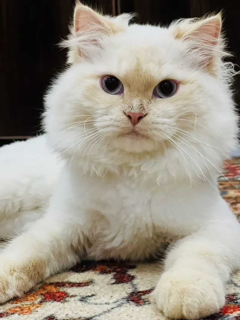 7-Month-Old Fluffy Male Cat — photo 2
