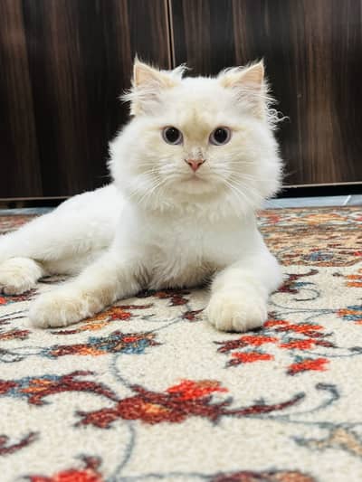 7-Month-Old Fluffy Male Cat