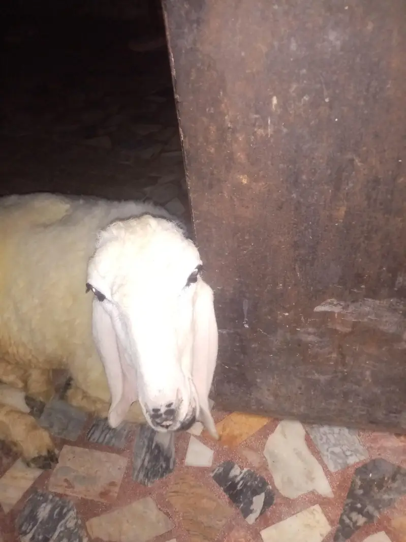 Chatra — photo 4