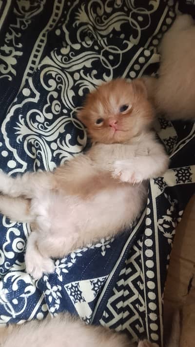 Sweet kittens