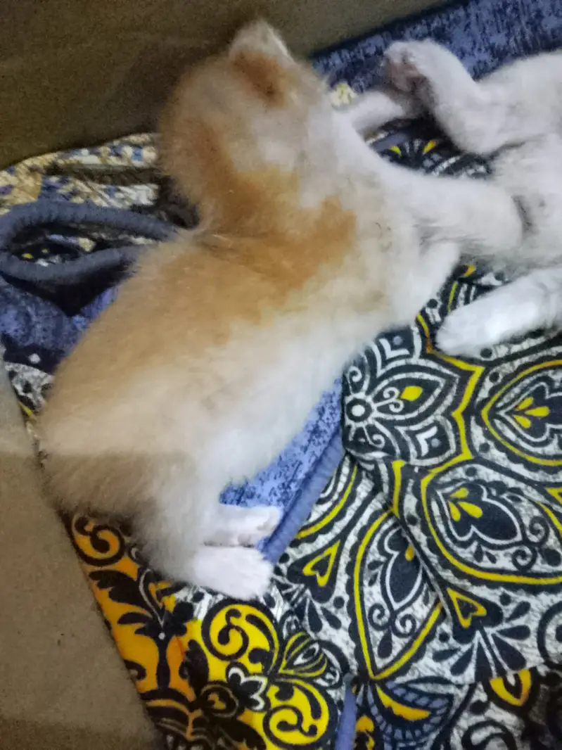 Sweet kittens — photo 2