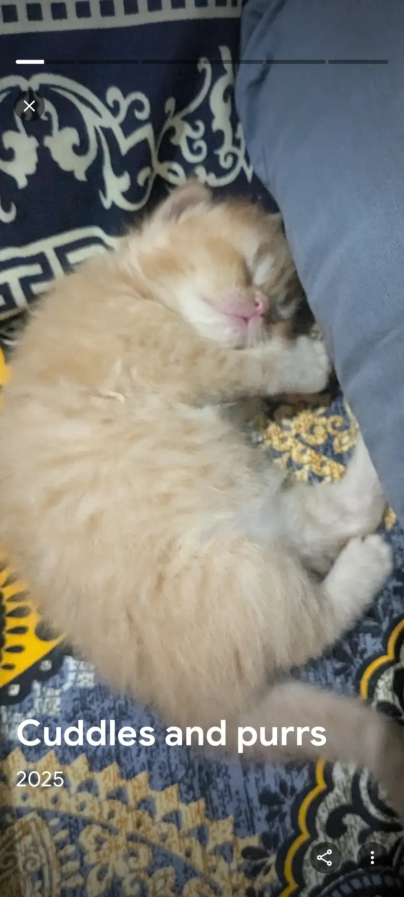Sweet kittens — photo 3