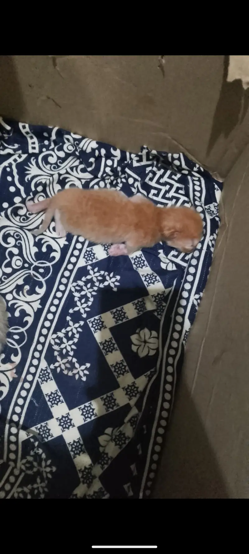 Sweet kittens — photo 4
