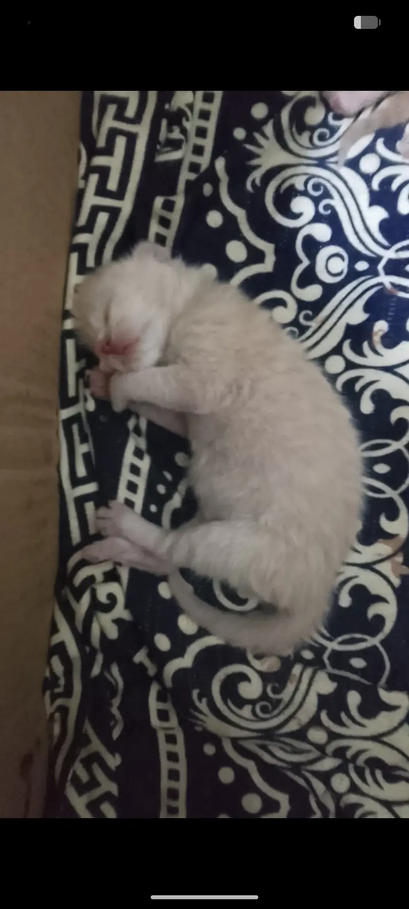 Sweet kittens — photo 5