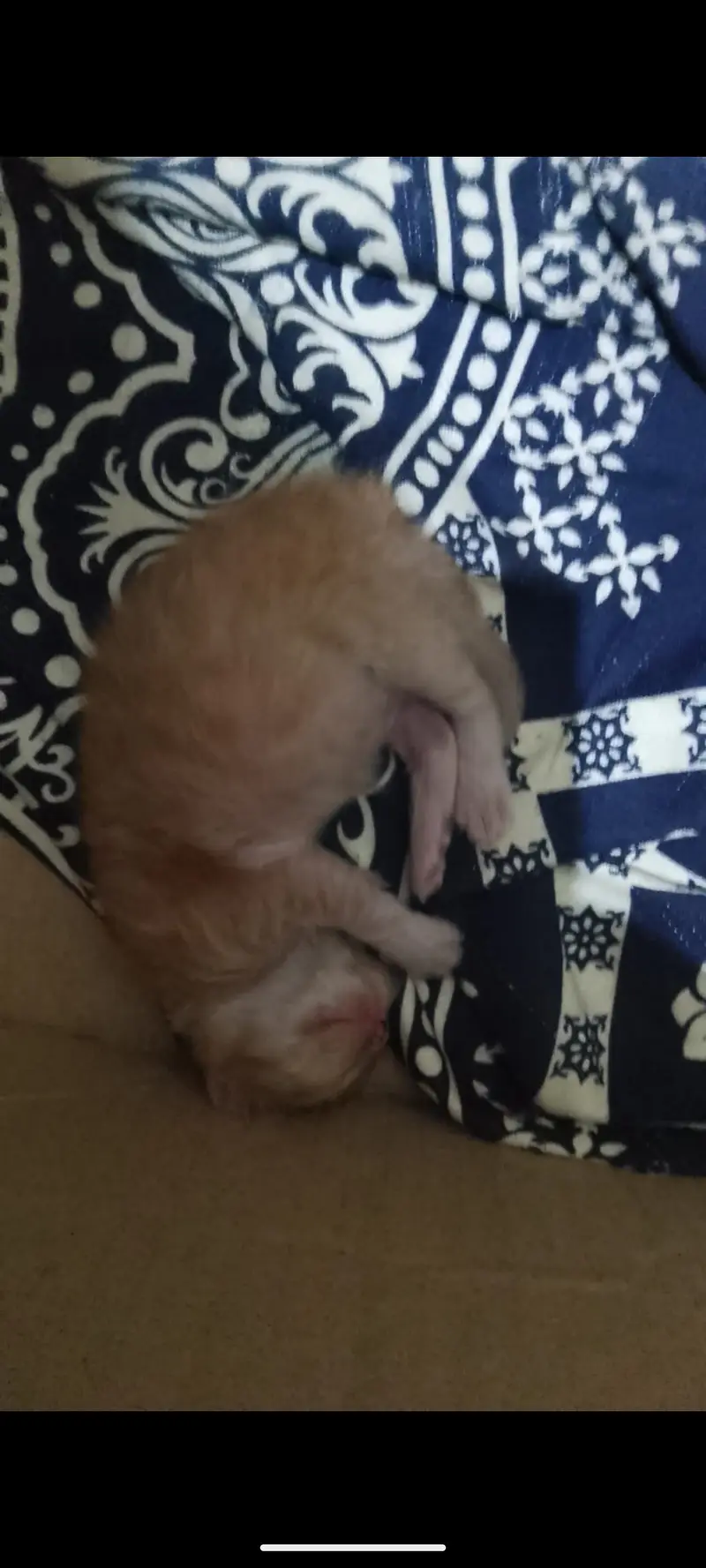 Sweet kittens — photo 6