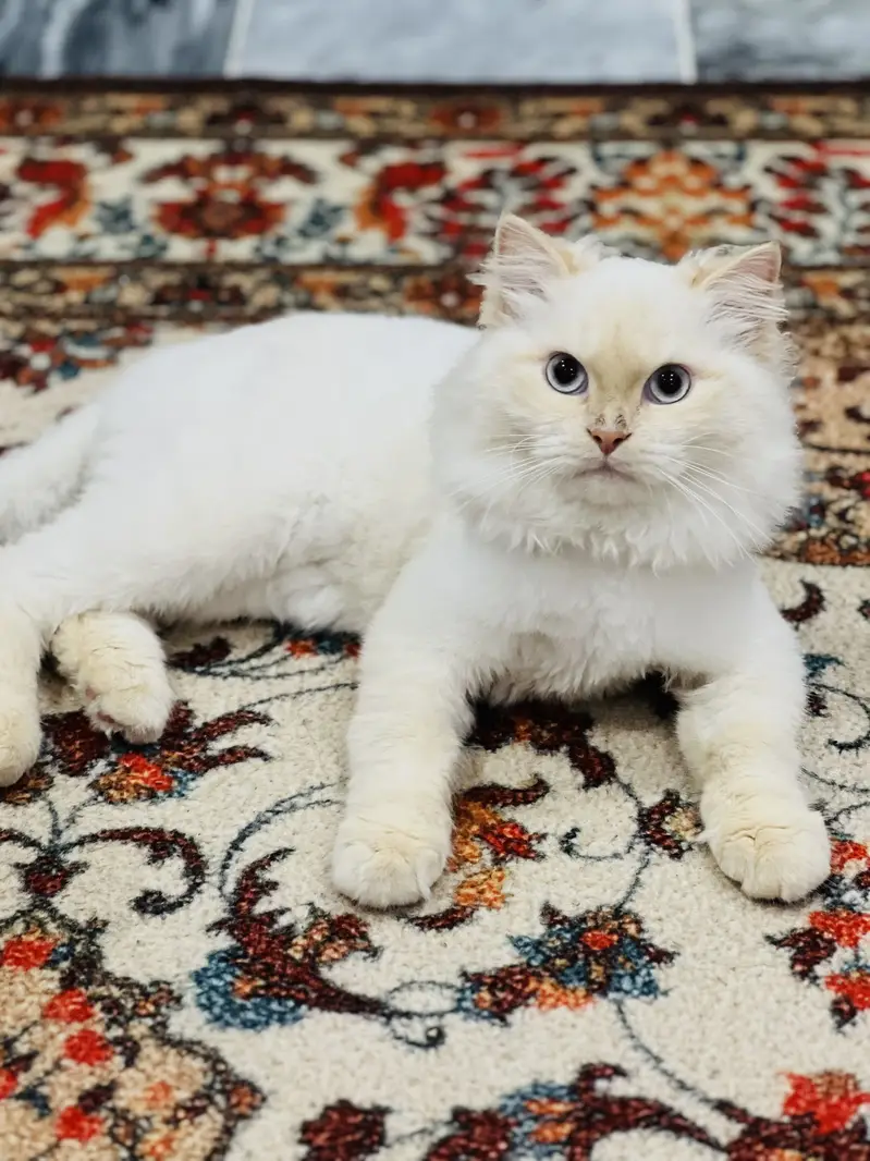 7-Month-Old Fluffy Male Cat — photo 3