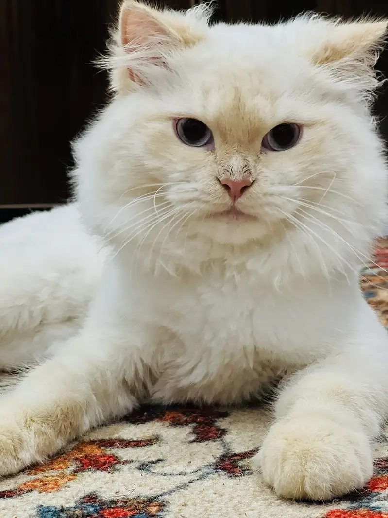 7-Month-Old Fluffy Male Cat — photo 4