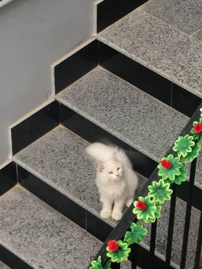 triple coded white kittan