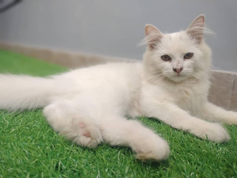 triple coded white kittan 1