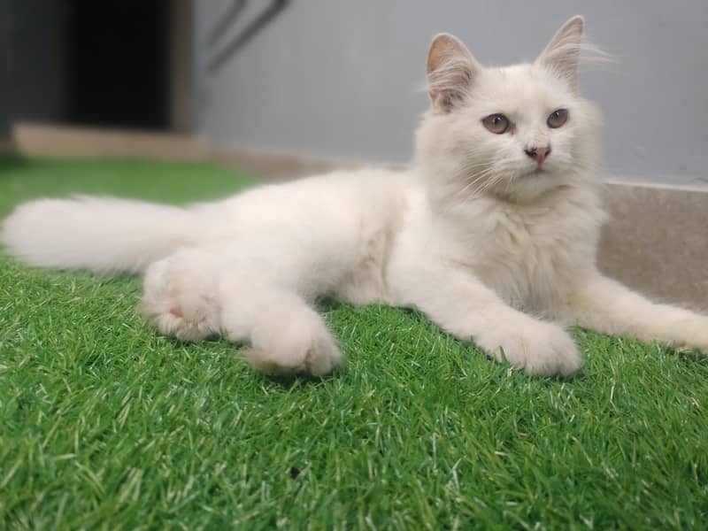 triple coded white kittan 2