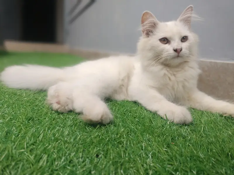 triple coded white kittan — photo 3