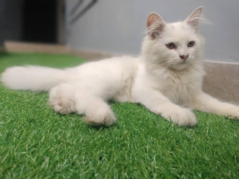 triple coded white kittan 3