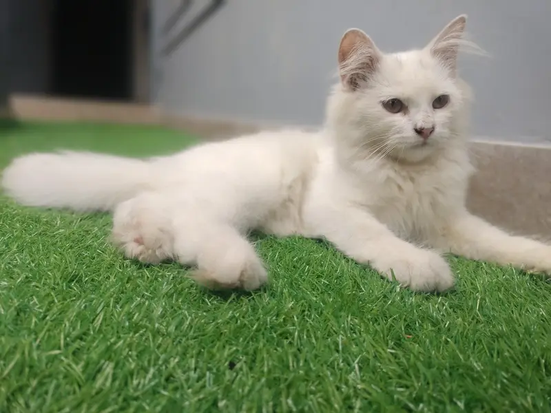 triple coded white kittan — photo 4