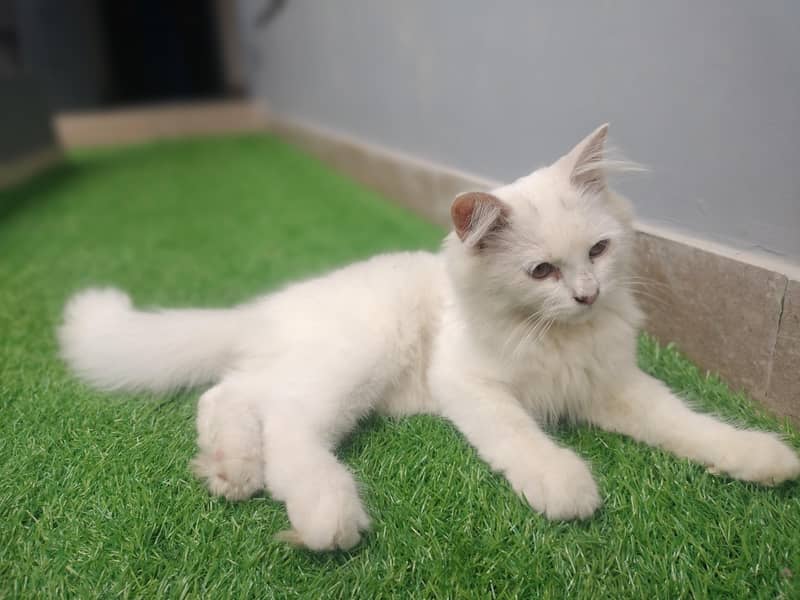triple coded white kittan 4
