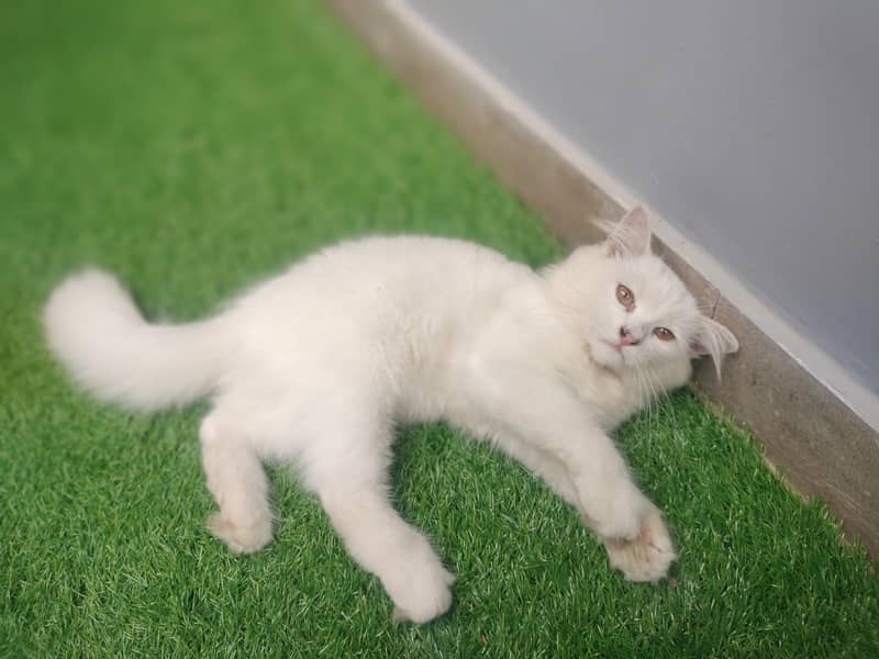 triple coded white kittan 5
