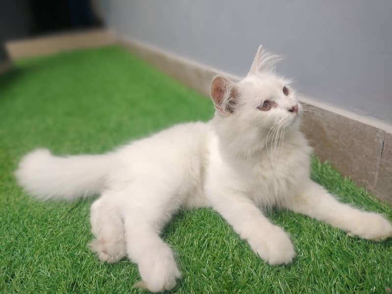 triple coded white kittan 6