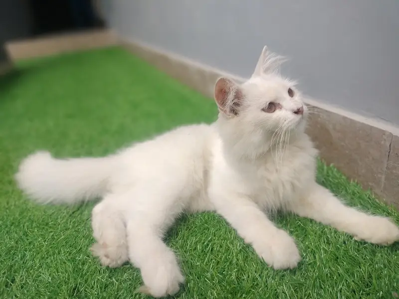 triple coded white kittan — photo 7