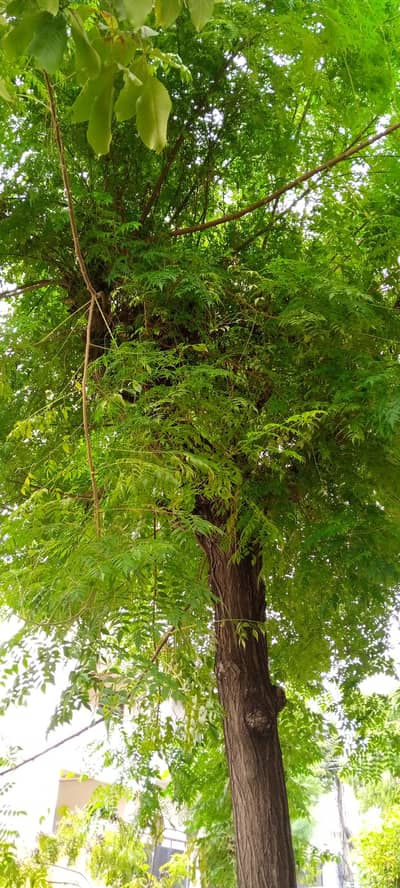 Trees for Sale – Near PWD 