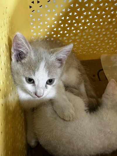 2 parshion male kitten