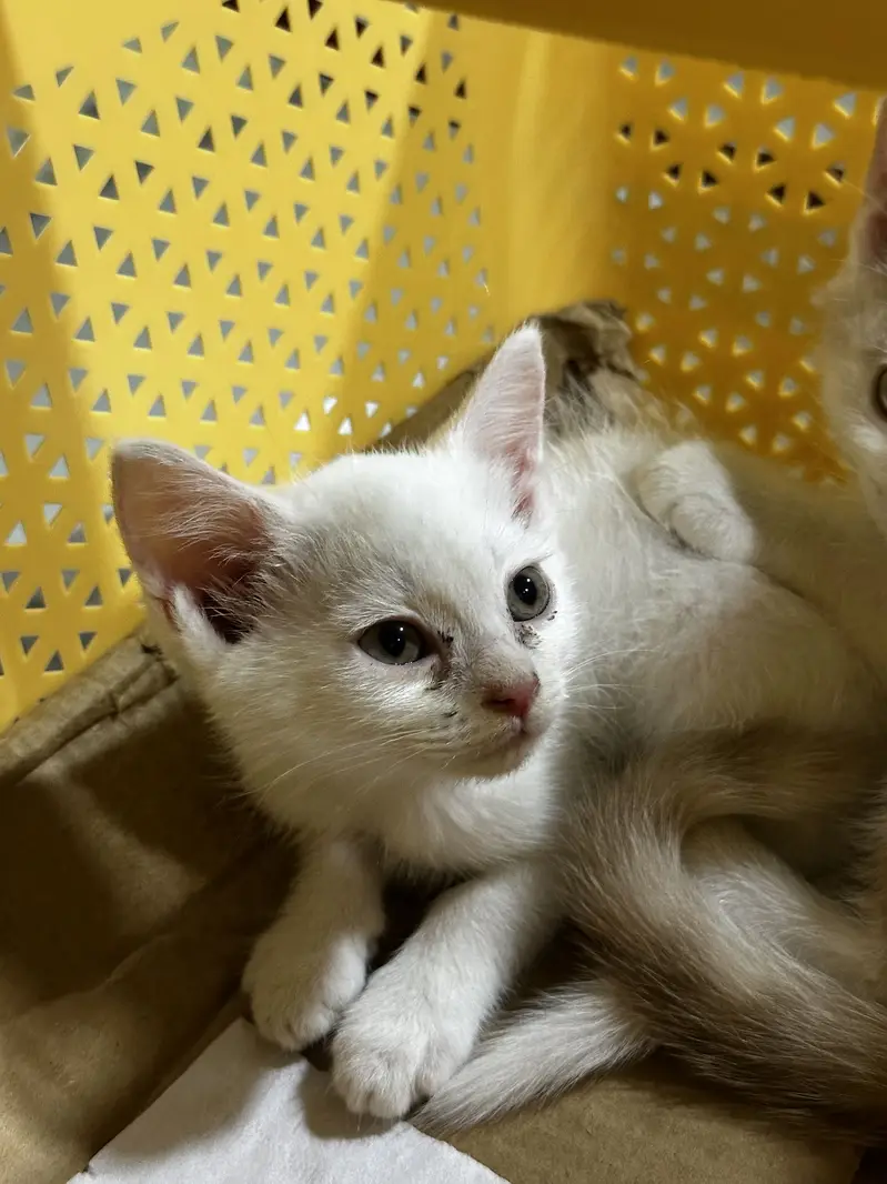 parshion male kitten — photo 2