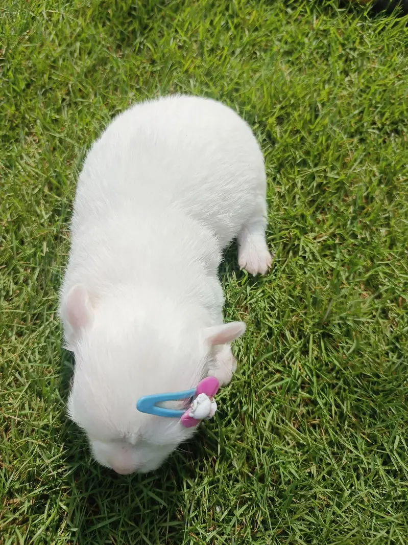2 female puppies — photo 3