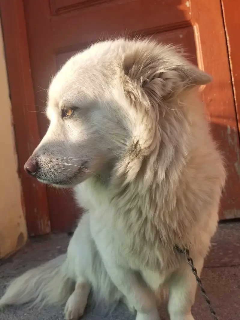 2 female puppies — photo 4