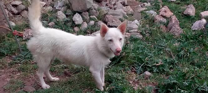 dog 