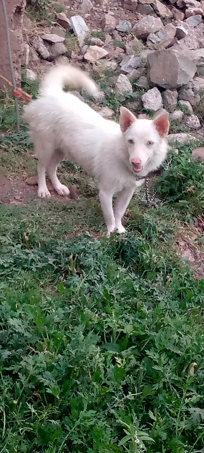 Reashien dog  1