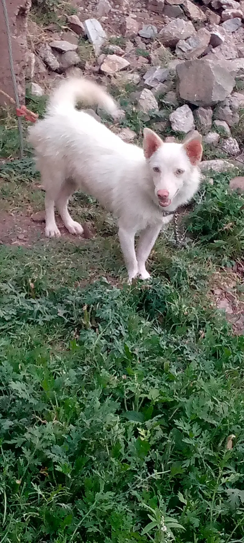 Reashien dog  — photo 2