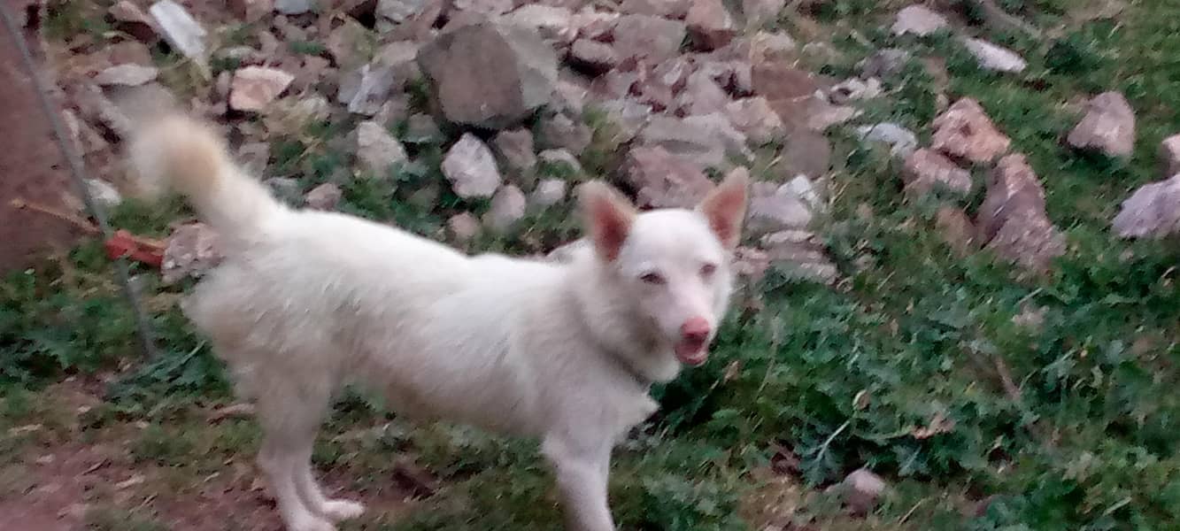 Reashien dog  2