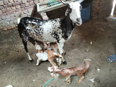 Goat for sale with three cute babies