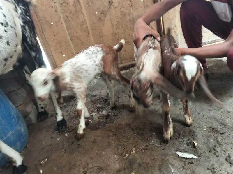 Goat for sale with three cute babies — photo 2