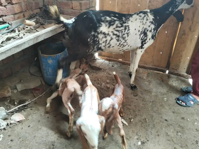 Goat for sale with three cute babies — photo 3